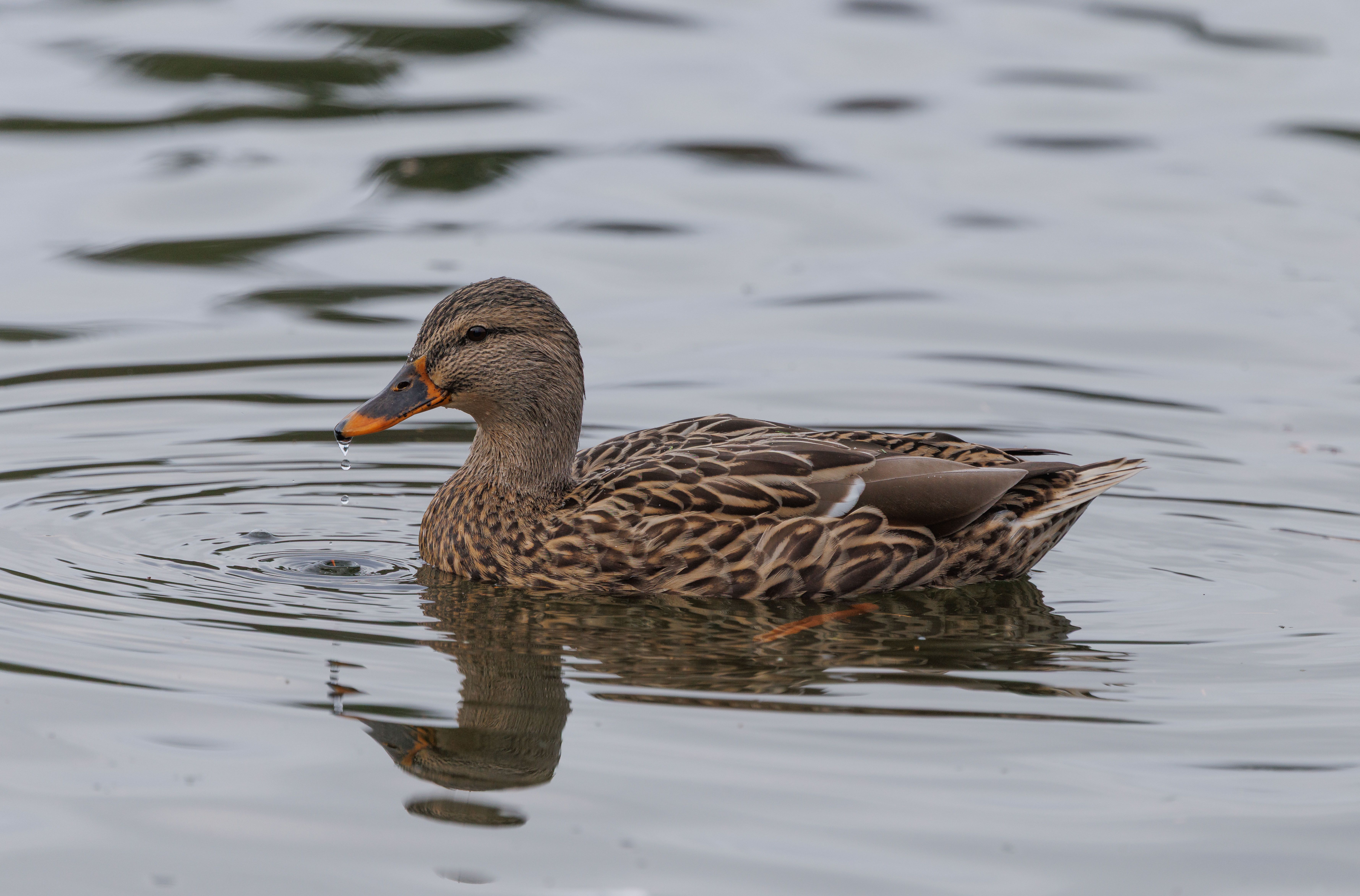 Sitemapcdatahttpsabckniqoocomimages Of Female Mallard Ducksnull