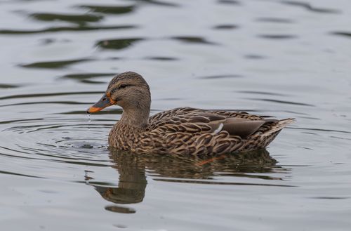 Free Detailed image of a female mallard duck swimming peacefully in a pond. Stock Photo
