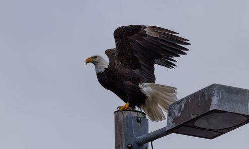 Free A majestic bald eagle spreads its wings while perched on a streetlight. Stock Photo
