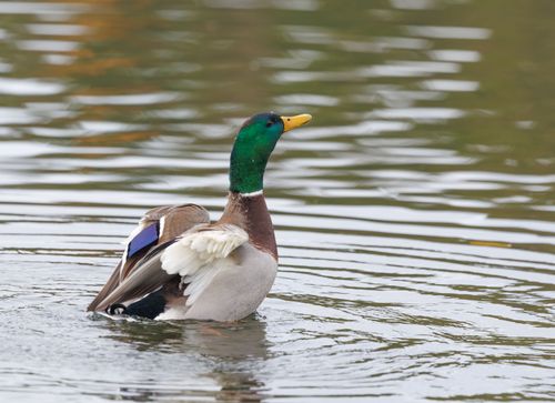 Free A vivid mallard duck spreads its wings gracefully on a serene lake. Stock Photo