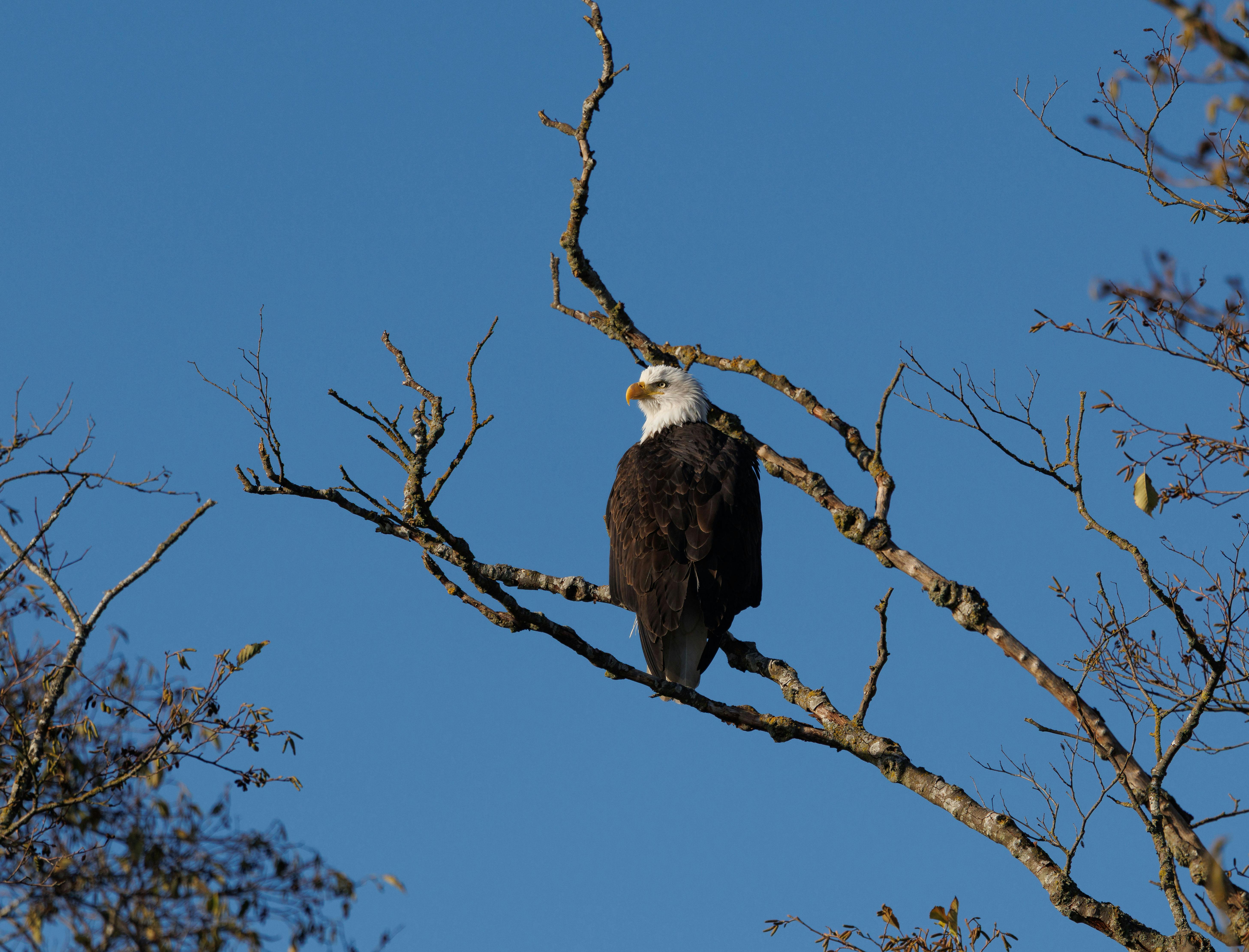 Wildlife Genetics and Species Resilience: Protecting Biodiversity Through Genetic Diversity