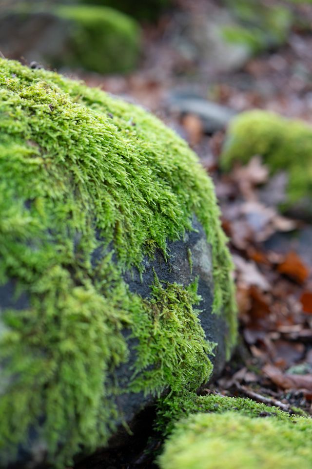moss