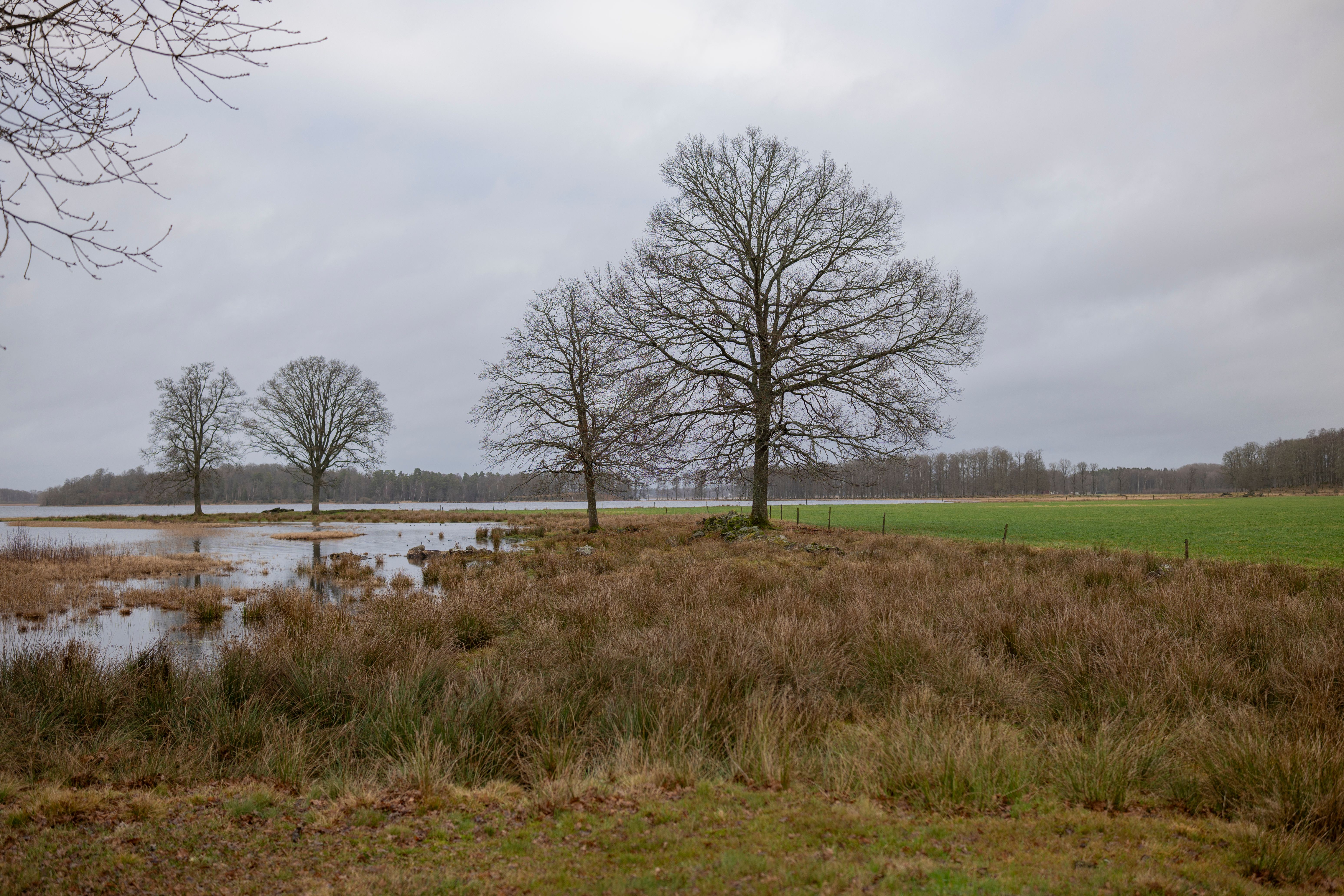 Serene Winter Landscape with Bare Trees and Pond · Free Stock Photo