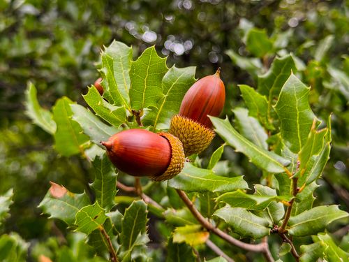 Free Detailed image of acorns on oak branch capturing nature's vibrant colors. Stock Photo