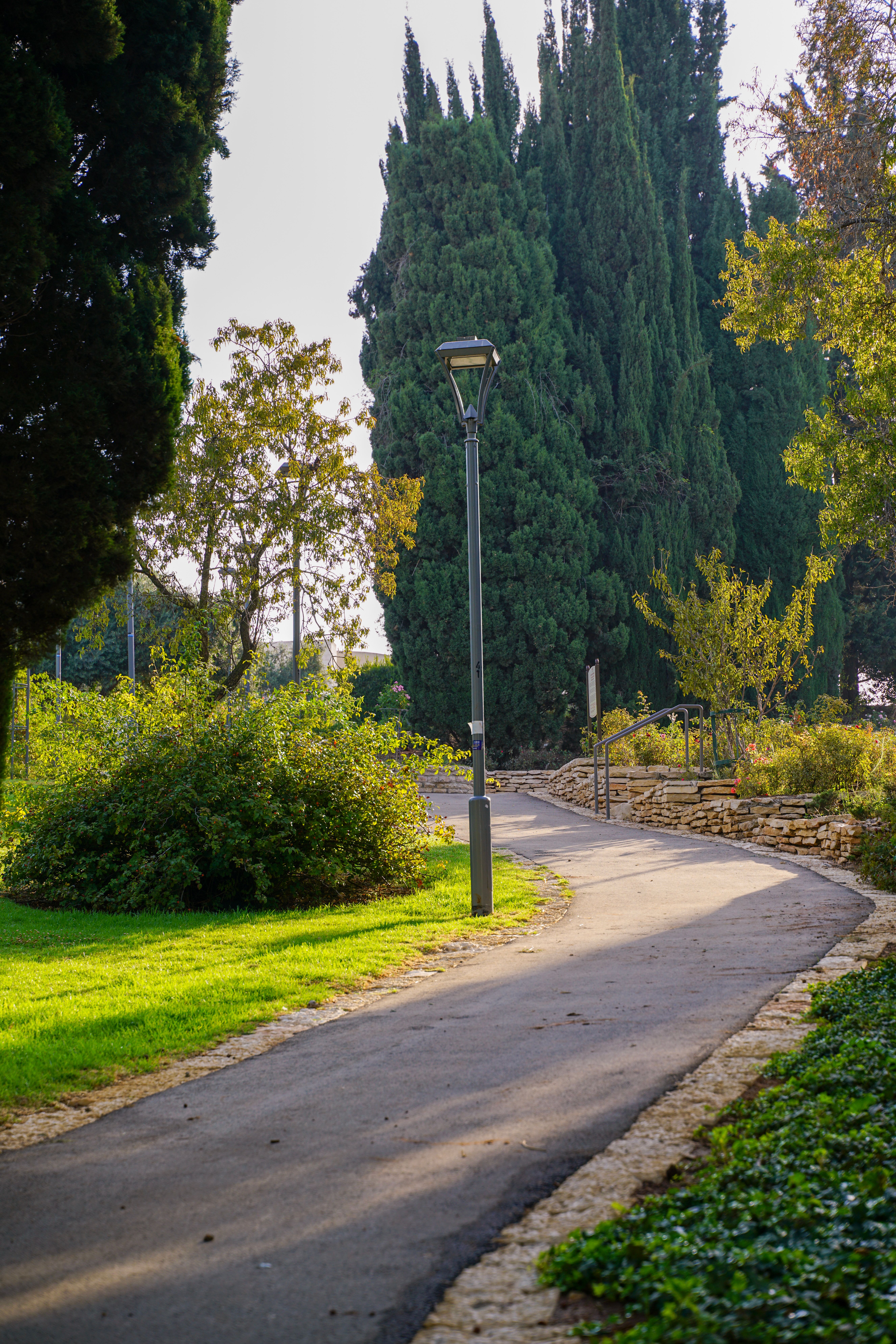 Serene Park Pathway with Tall Greenery · Free Stock Photo