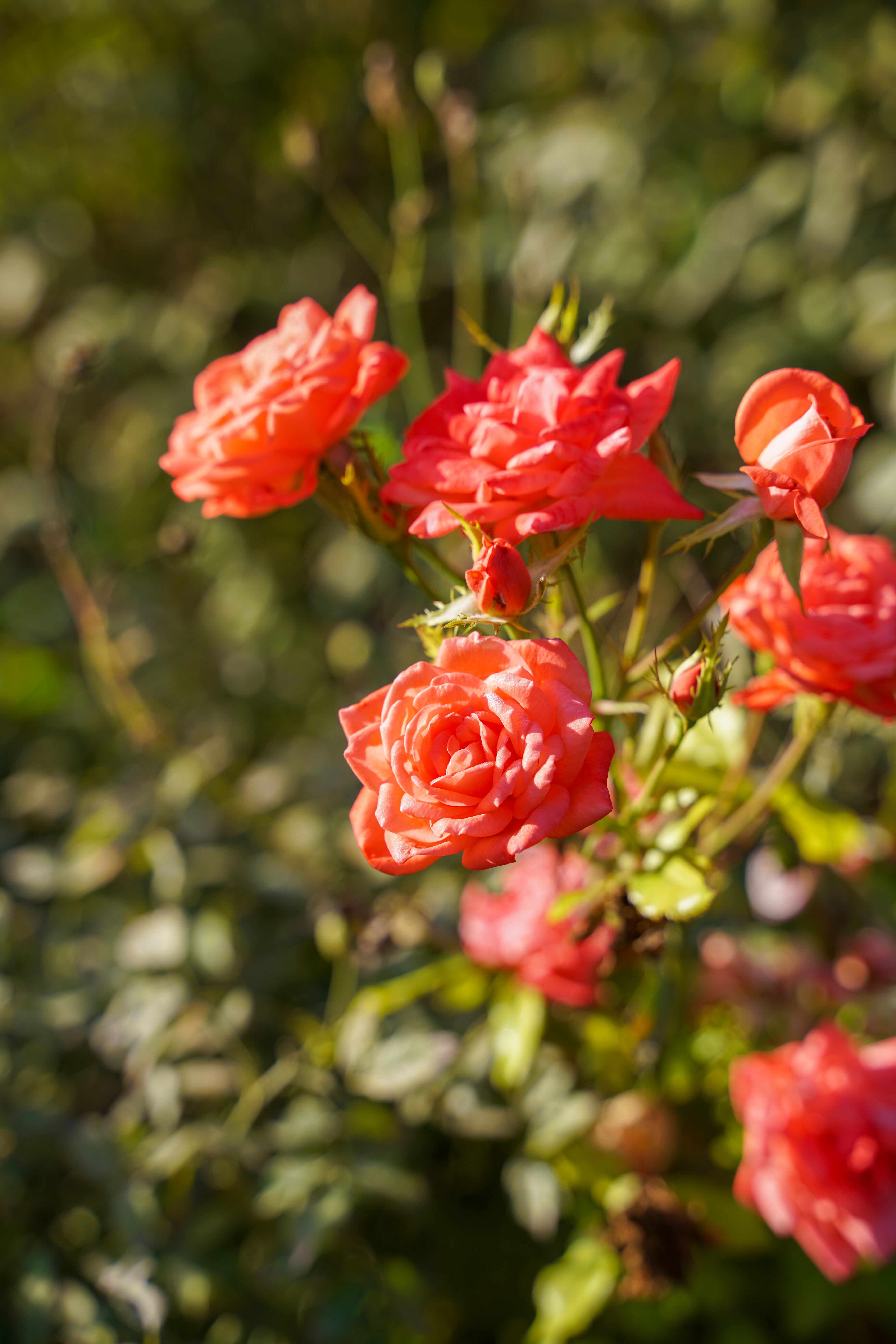 Techniques de taille pour favoriser la floraison des rosiers en été - illustration