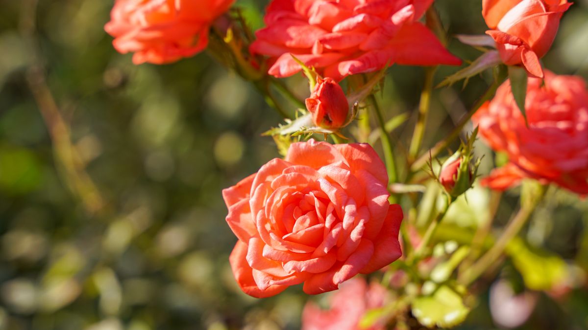 Techniques de taille pour favoriser la floraison des rosiers en été - illustration