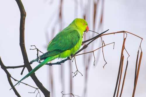Free A vivid ring-necked parakeet perched on bare winter branches, showcasing its green plumage and red beak. Stock Photo