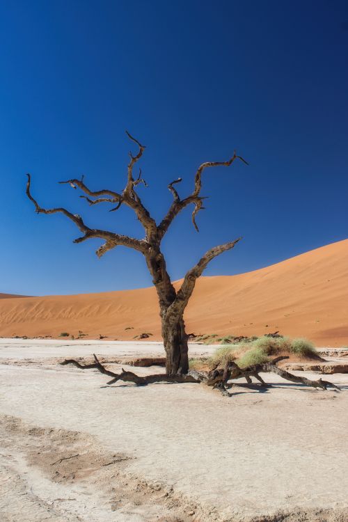 Free A lone tree stands in the arid Sossusvlei desert, Namibia, under a clear blue sky. Stock Photo