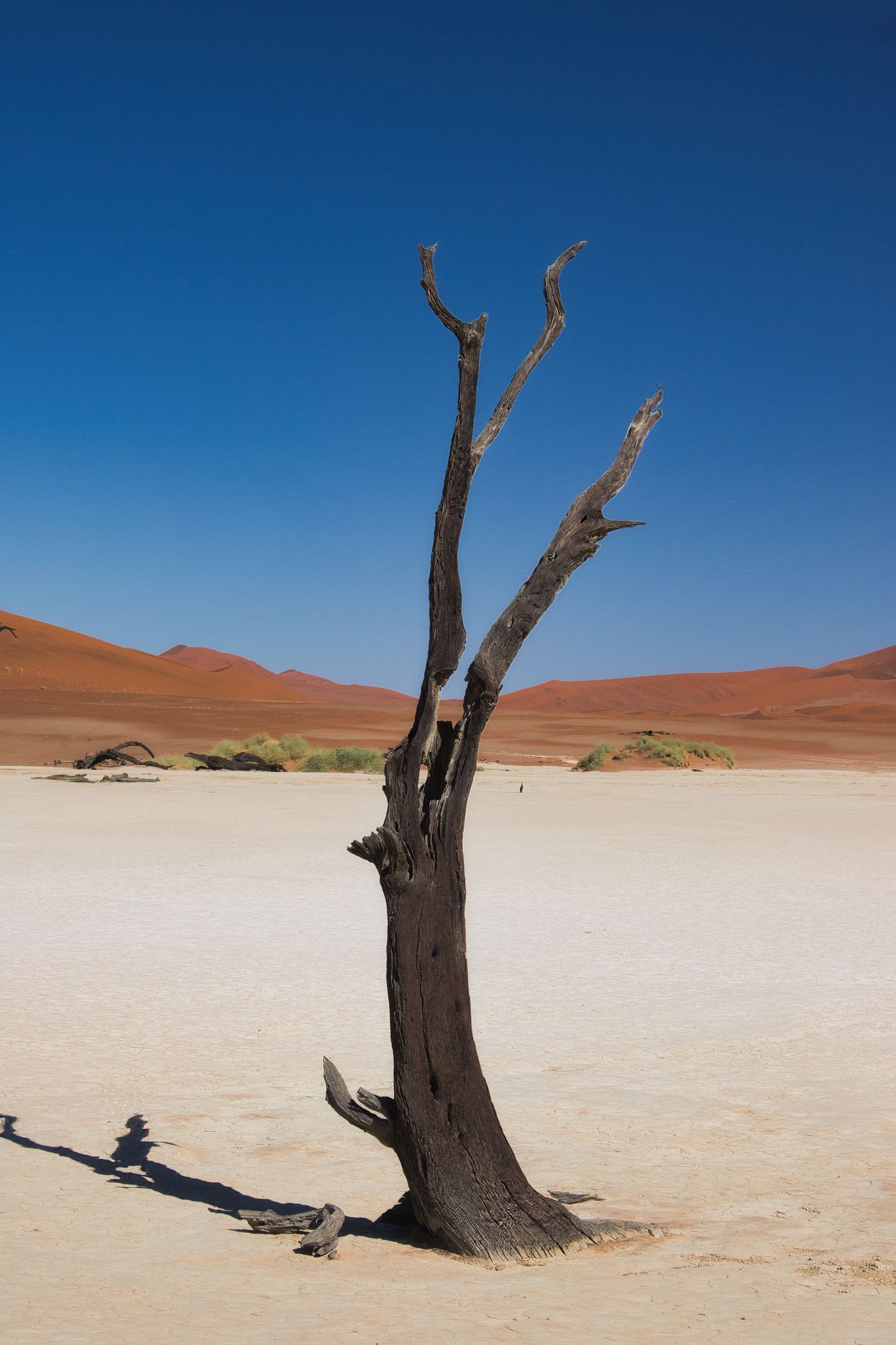A lone dead camelthorn tree standing in the red dunes of Sossusvlei, Namibia