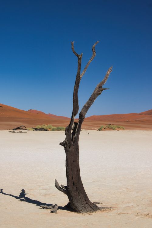Free An iconic dead tree stands alone in the arid Sossusvlei desert landscape under a clear blue sky. Stock Photo