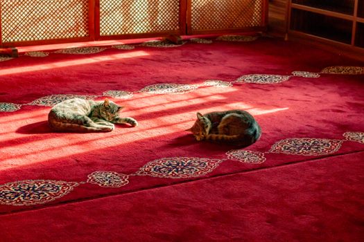 Two cats napping on a vibrant red carpet with intricate patterns under warm sunlight.