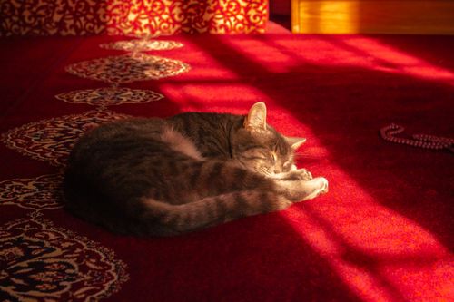 Free A peaceful cat naps in warm sunlight on an ornate red carpet. Stock Photo