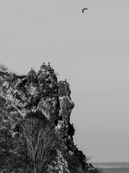 Free Black and white cliffside with birds soaring high, creating a dramatic natural scene. Stock Photo