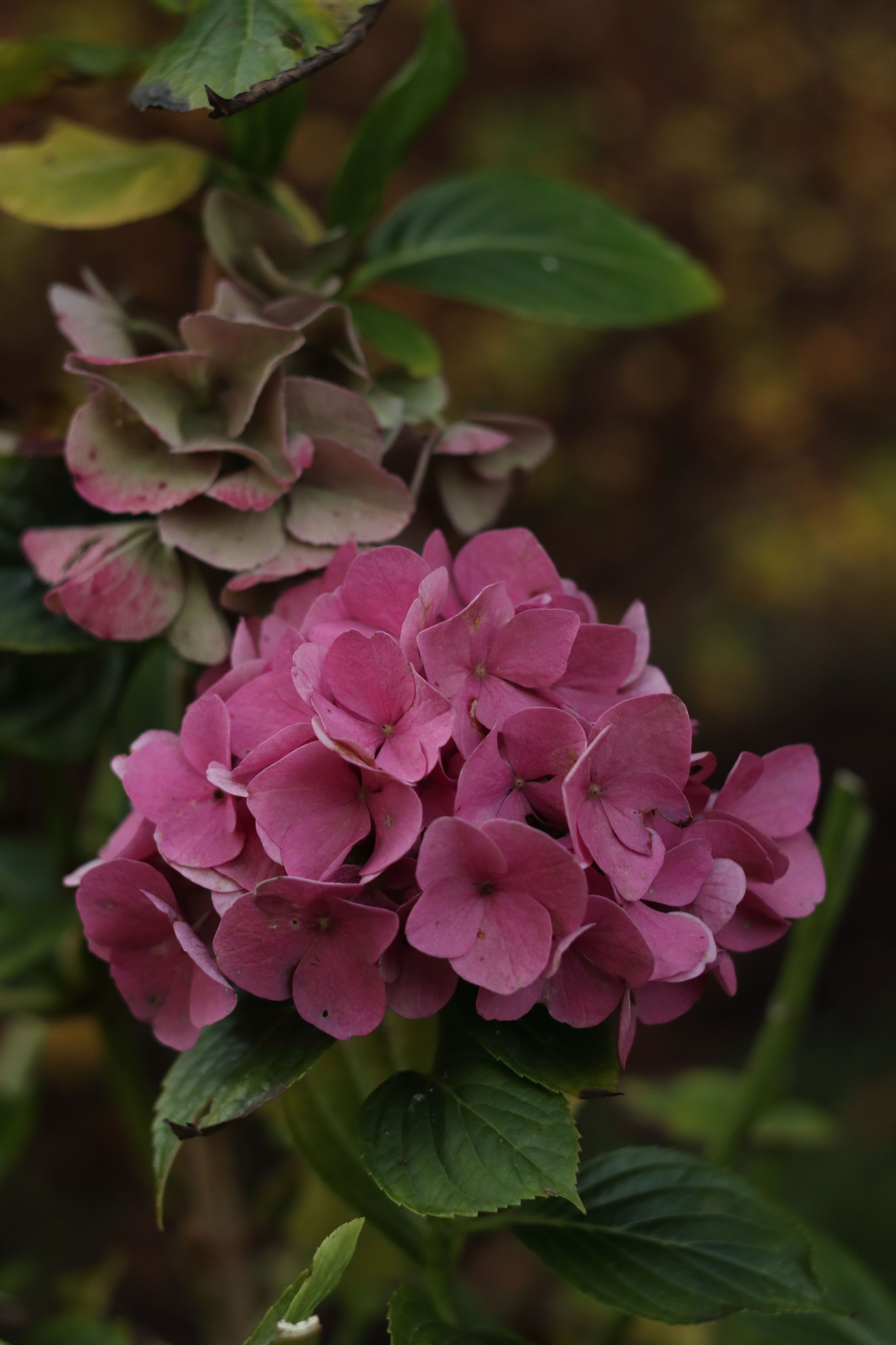 Vibrant Pink Hydrangea Blooms in Garden Setting · Free Stock Photo