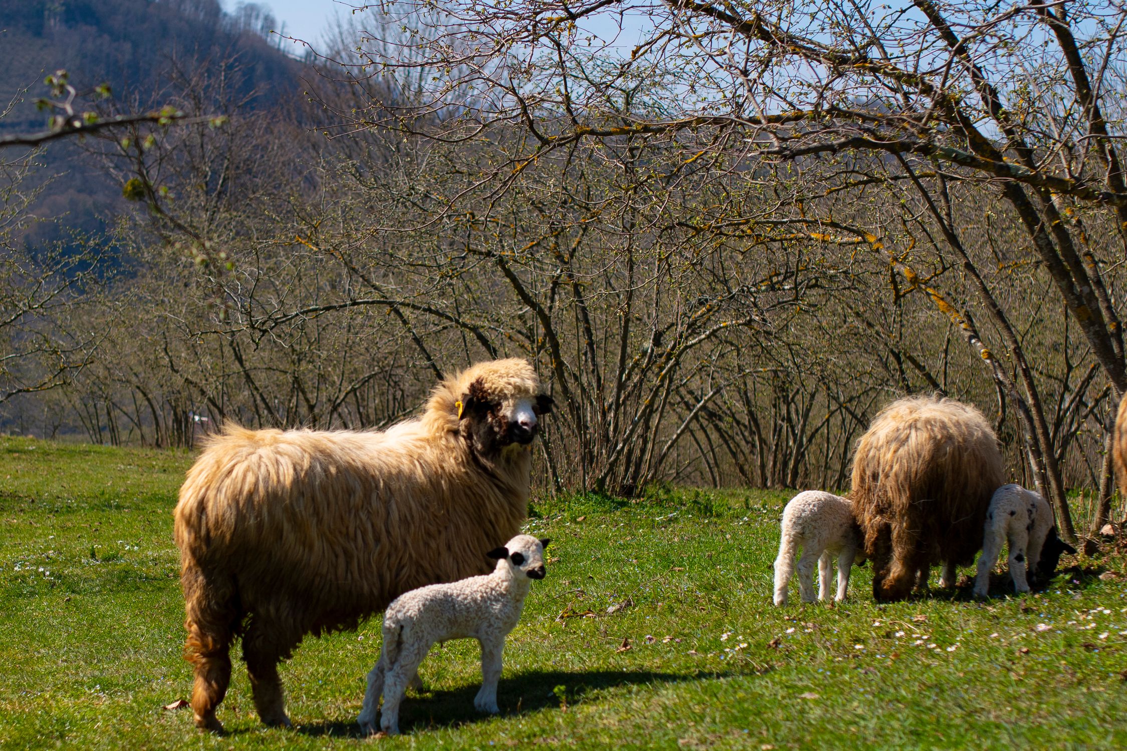 Sheep and Lambs Grazing in Spring Meadow · Free Stock Photo