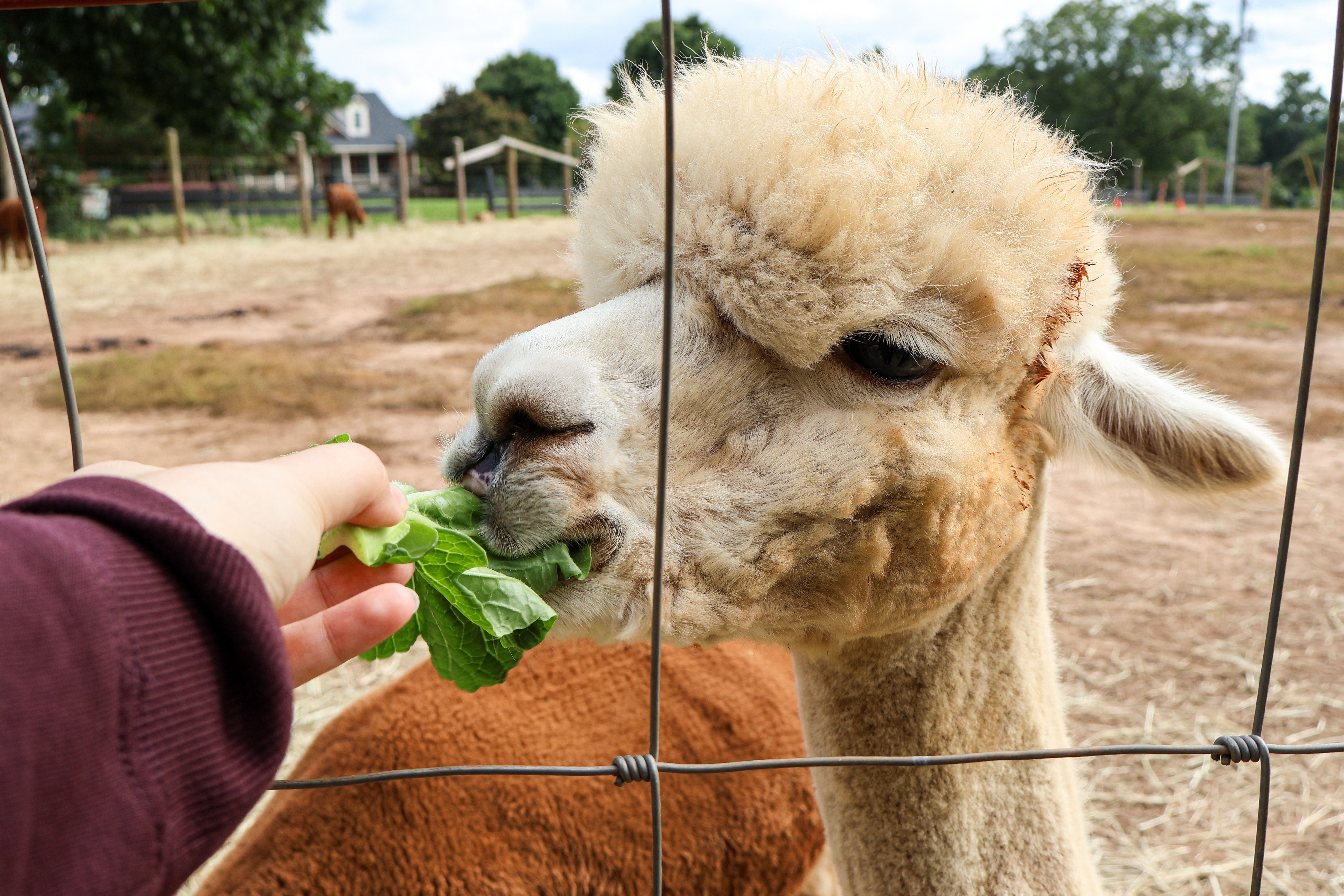 Animal Encounter