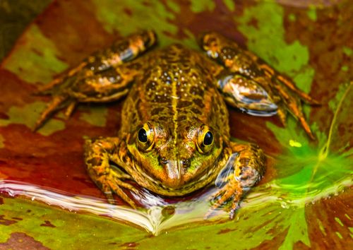 Free Detailed close-up of a green frog resting on a water lily leaf in a natural habitat. Stock Photo