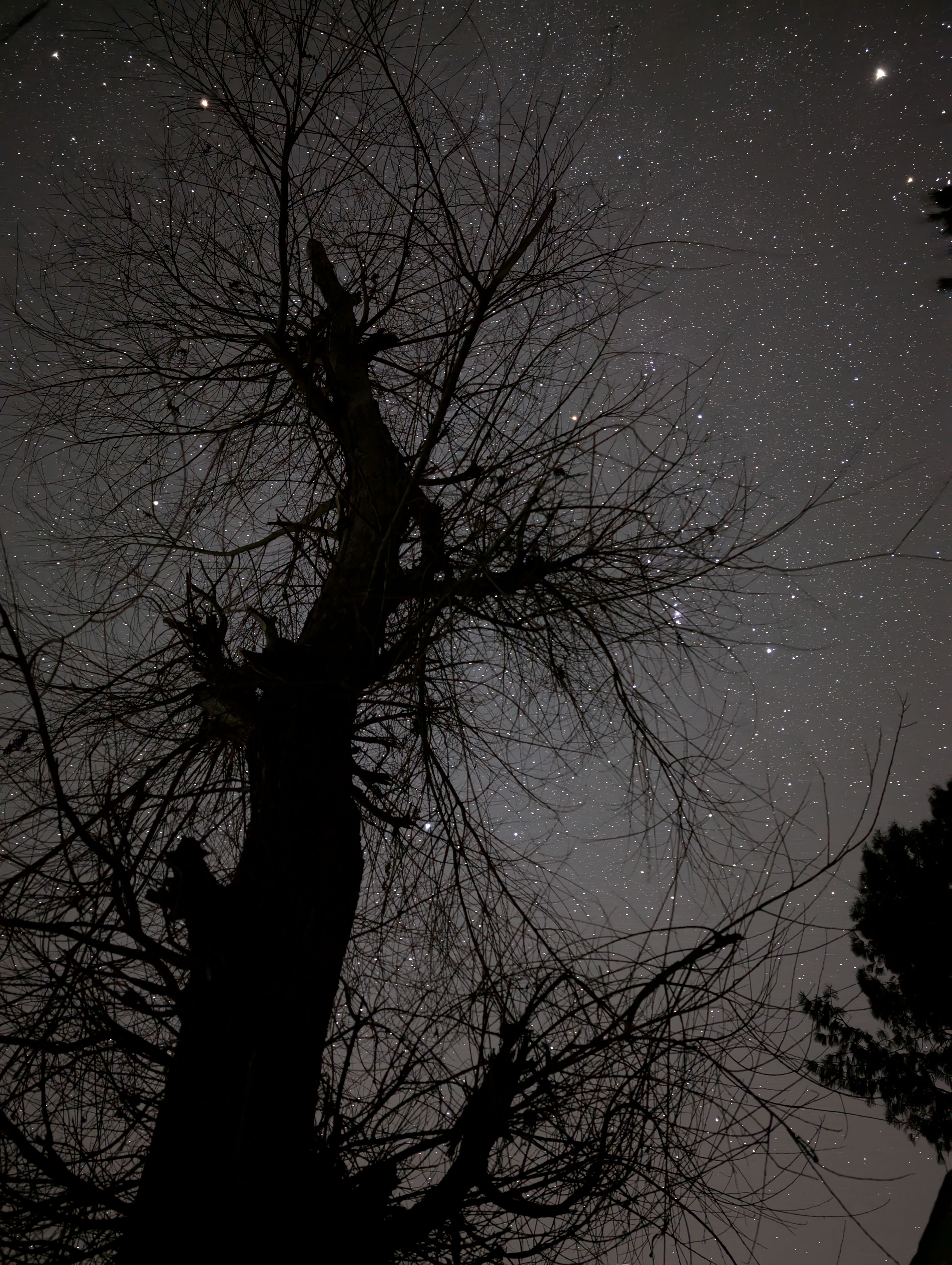Silhouette of Tree Against Starry Night Sky · Free Stock Photo