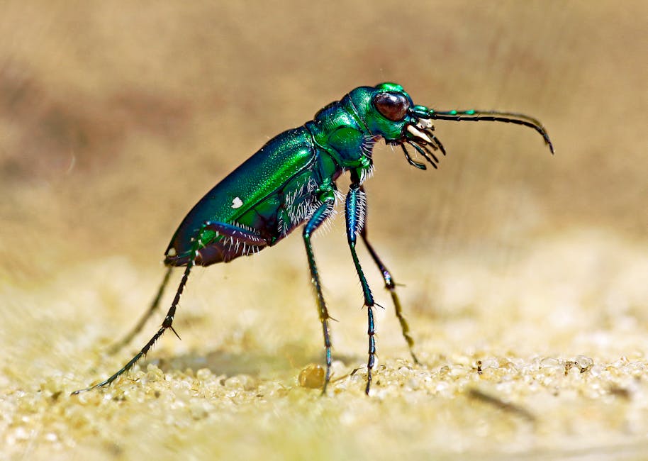 understanding bed bug resistance to pesticides tulsa