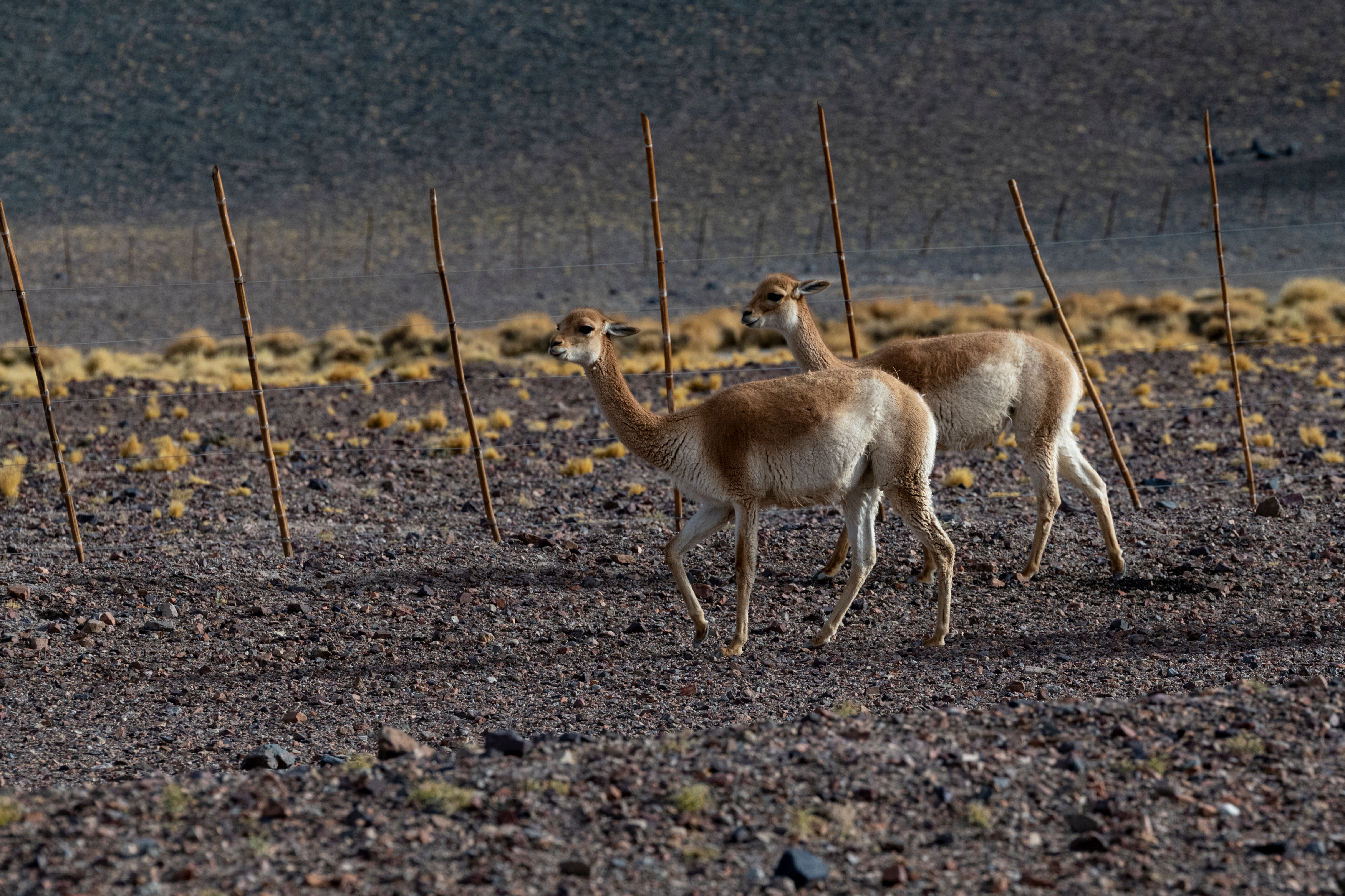 Vicuña Mackenna