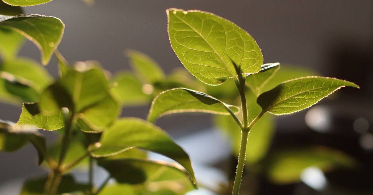 Comment commencer à verdir une usine : étapes concrètes pour l’impact climatique