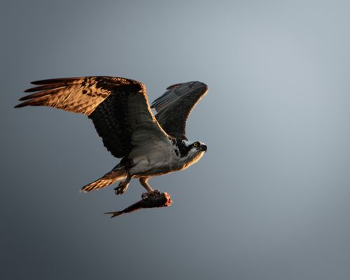 Free Osprey flying high clutching a fish, captured against a serene blue sky. Stock Photo