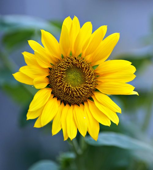 Free Close-up of a vibrant yellow sunflower bloom against a blurry green background in daylight. Stock Photo
