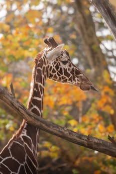 A close-up of a giraffe in a vibrant autumn forest, showcasing its elegant long neck.