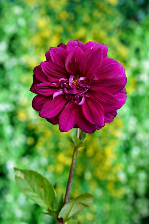 Free Stunning purple dahlia flower with lush green blurred background, showcasing nature's beauty. Stock Photo