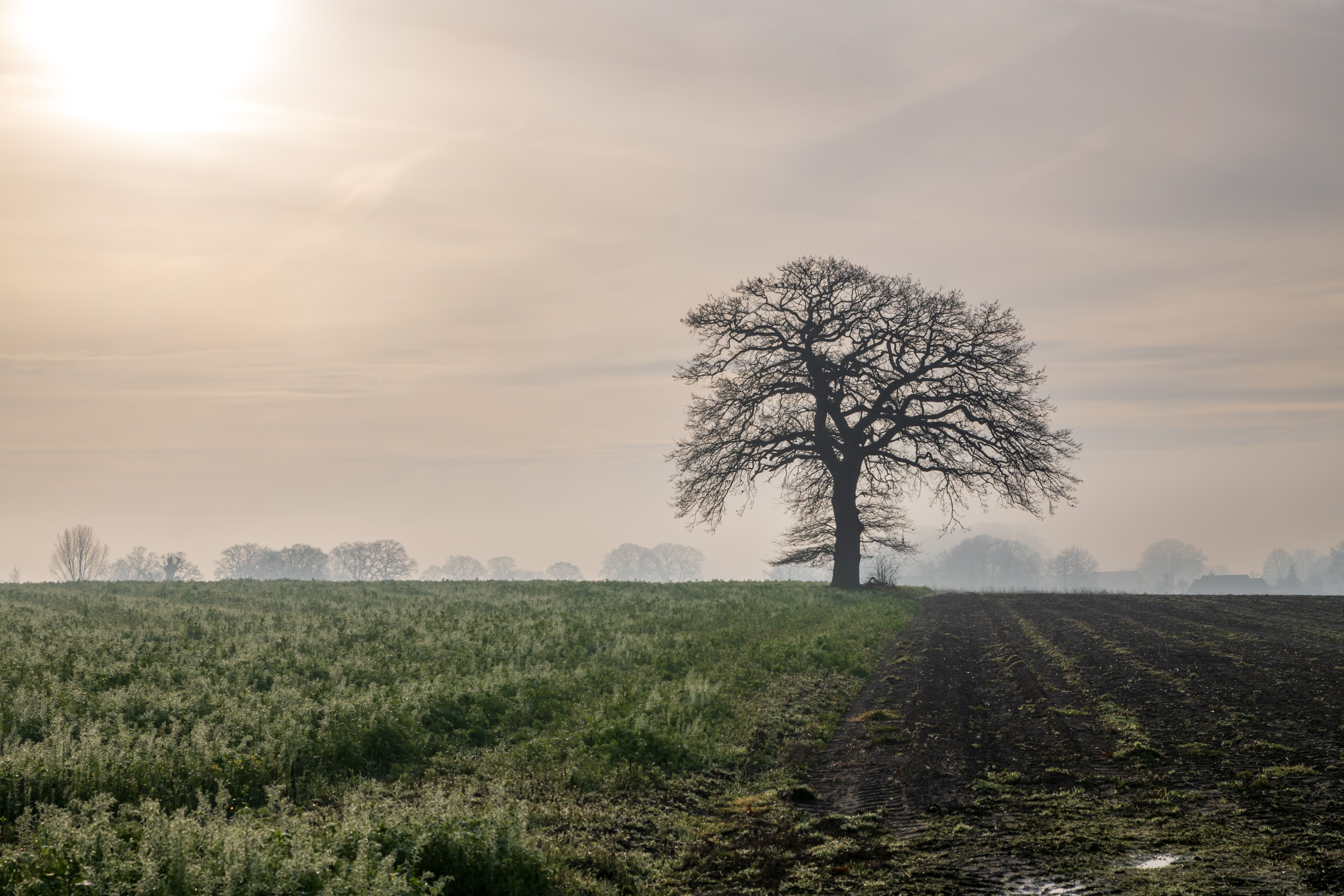 Solitary Oak Tree in Misty Countryside Landscape · Free Stock Photo