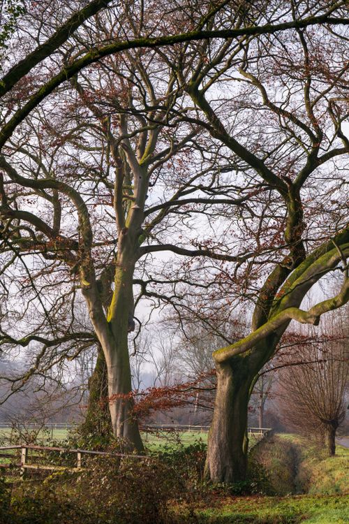 Free Bare tree trunks and branches in a serene winter countryside setting. Stock Photo
