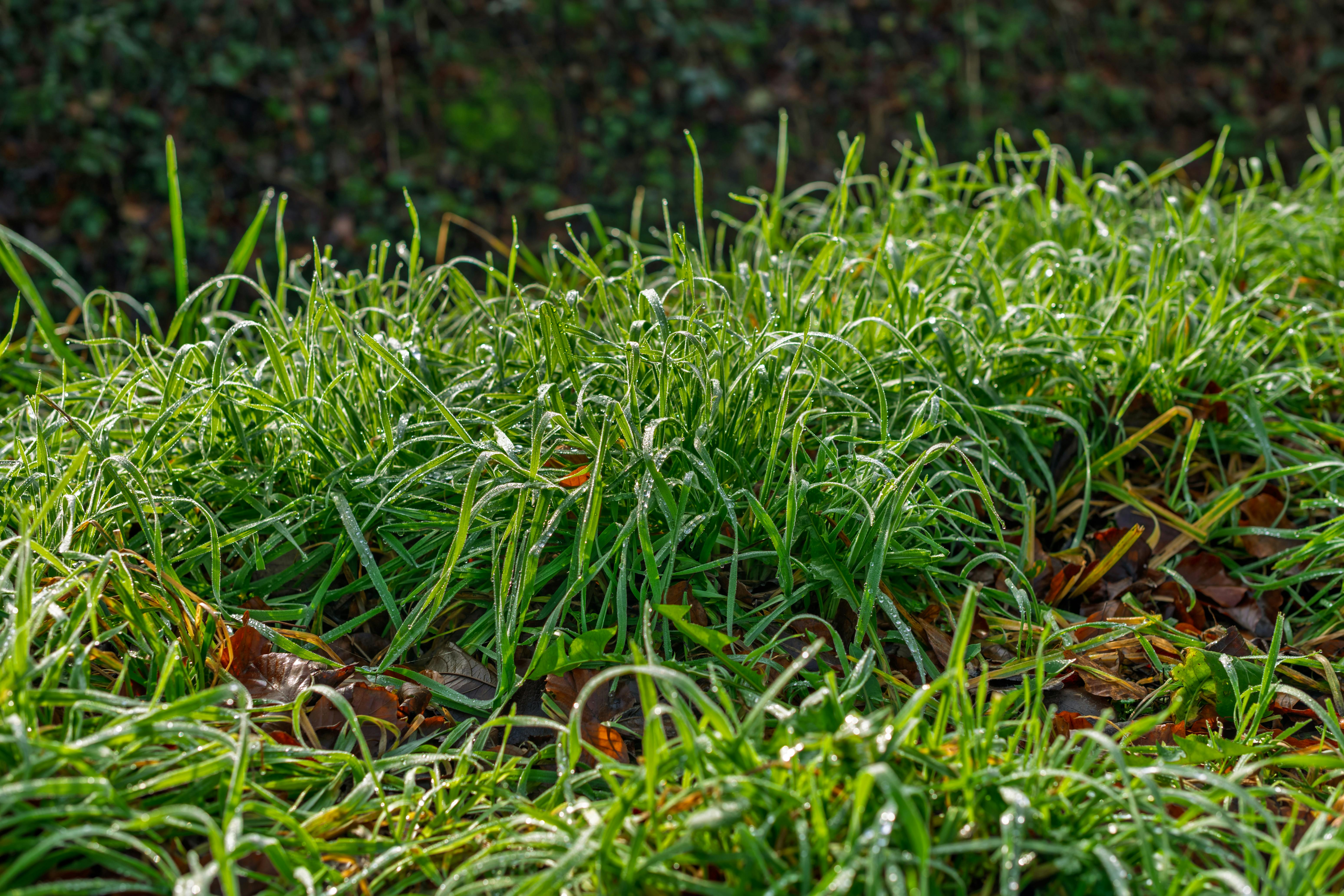 Close-up of dewy grass with morning sunlight, showcasing a natural and vibrant scene.