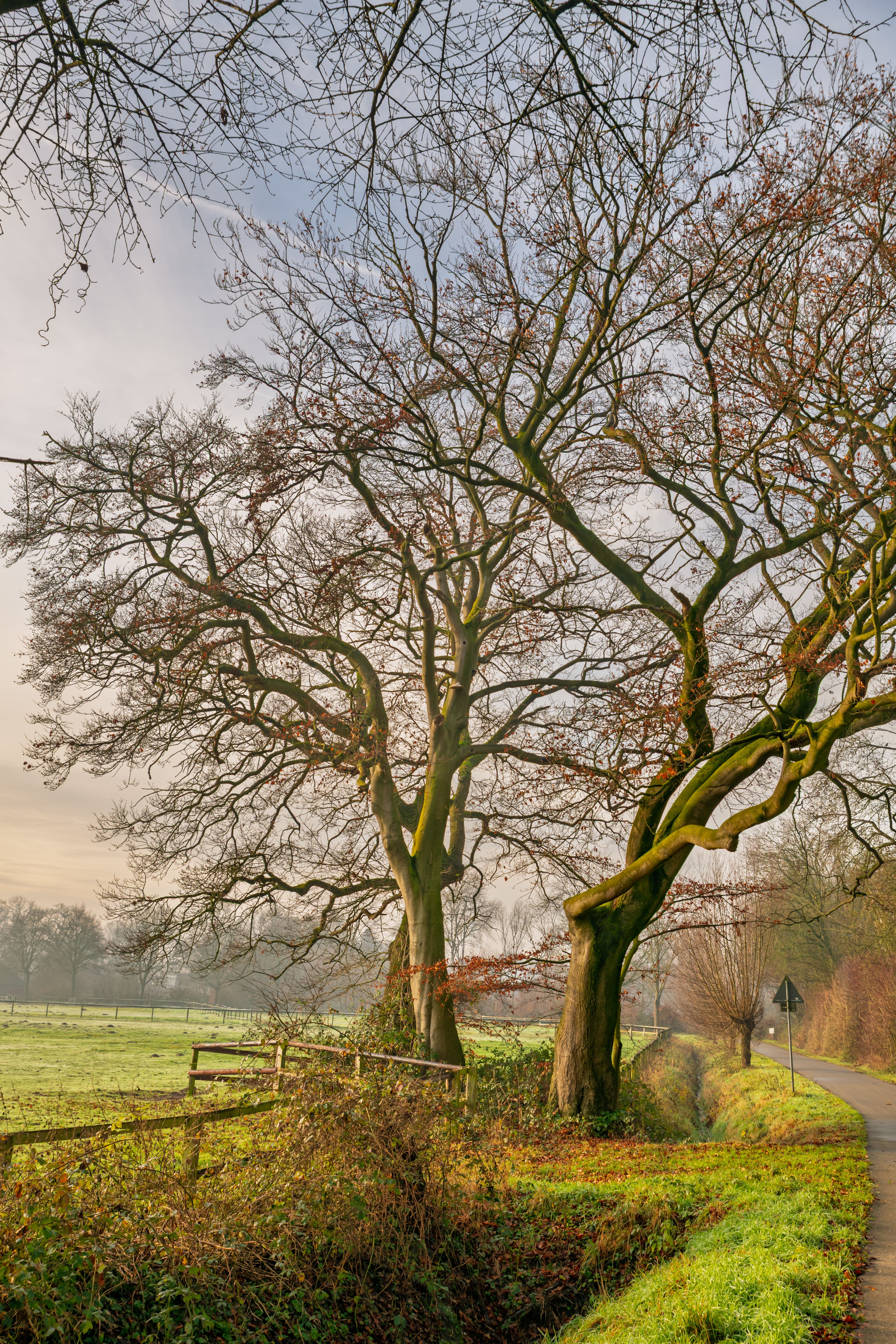 Idyllic Countryside Path with Bare Trees · Free Stock Photo