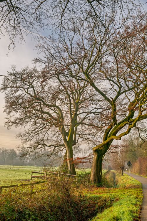 Free Peaceful rural scene with leafless trees and a path at sunset. Stock Photo
