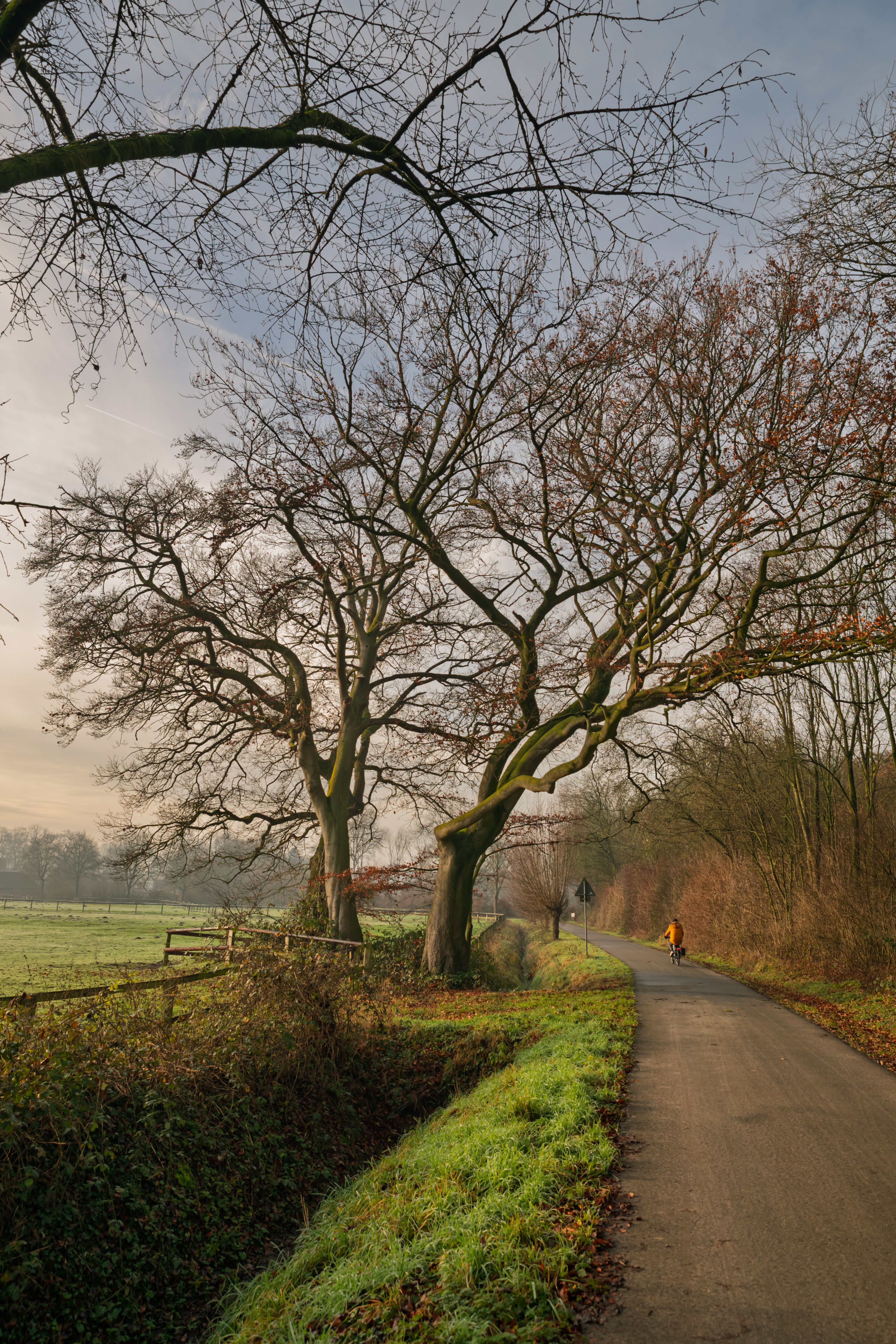 Countryside Pathway with Bare Winter Trees · Free Stock Photo