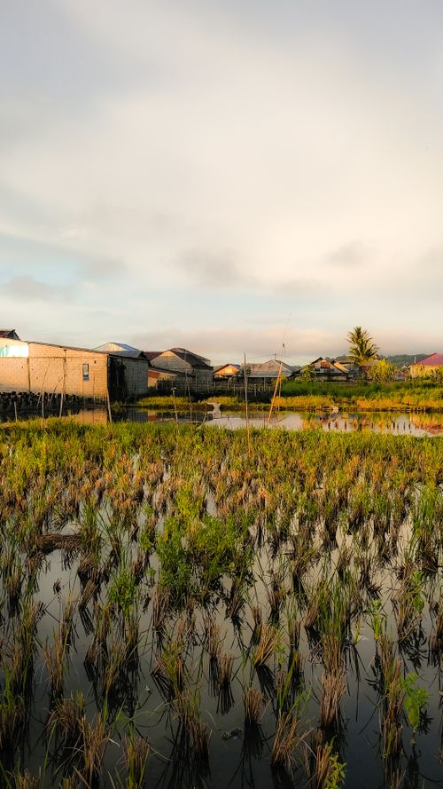 Free Serene marshland landscape with rural houses under morning sky, reflecting peacefulness. Stock Photo