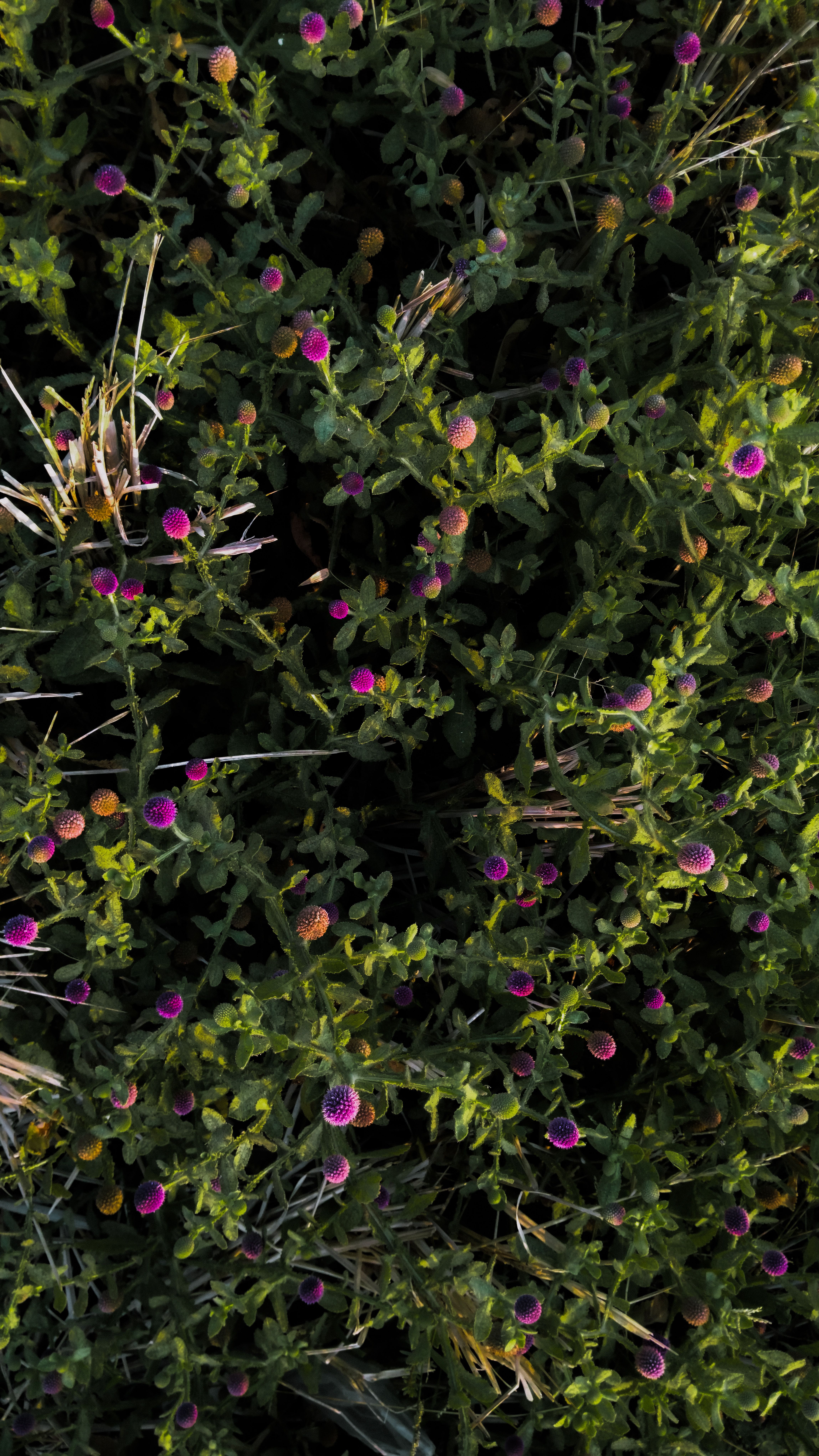 Vibrant wildflowers blooming in dense greenery captured from above with natural lighting.