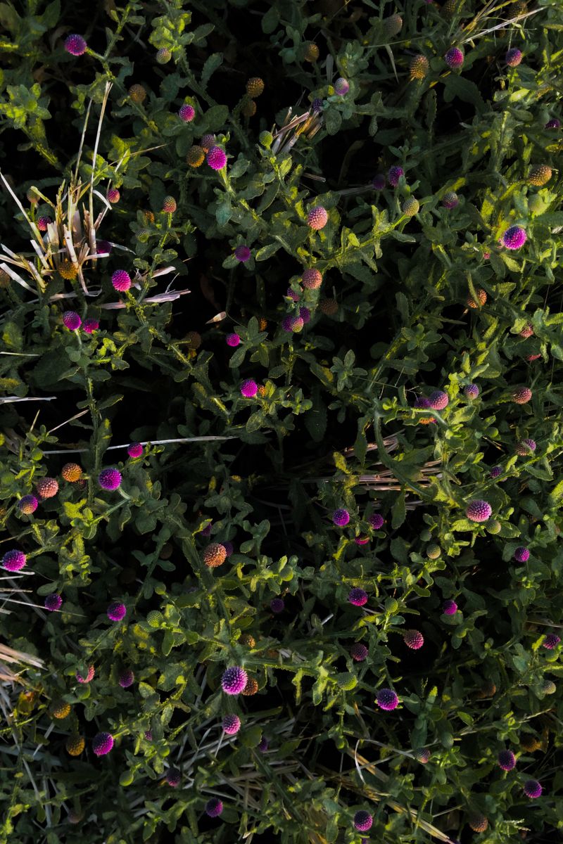 Vibrant wildflowers blooming in dense greenery captured from above with natural lighting.