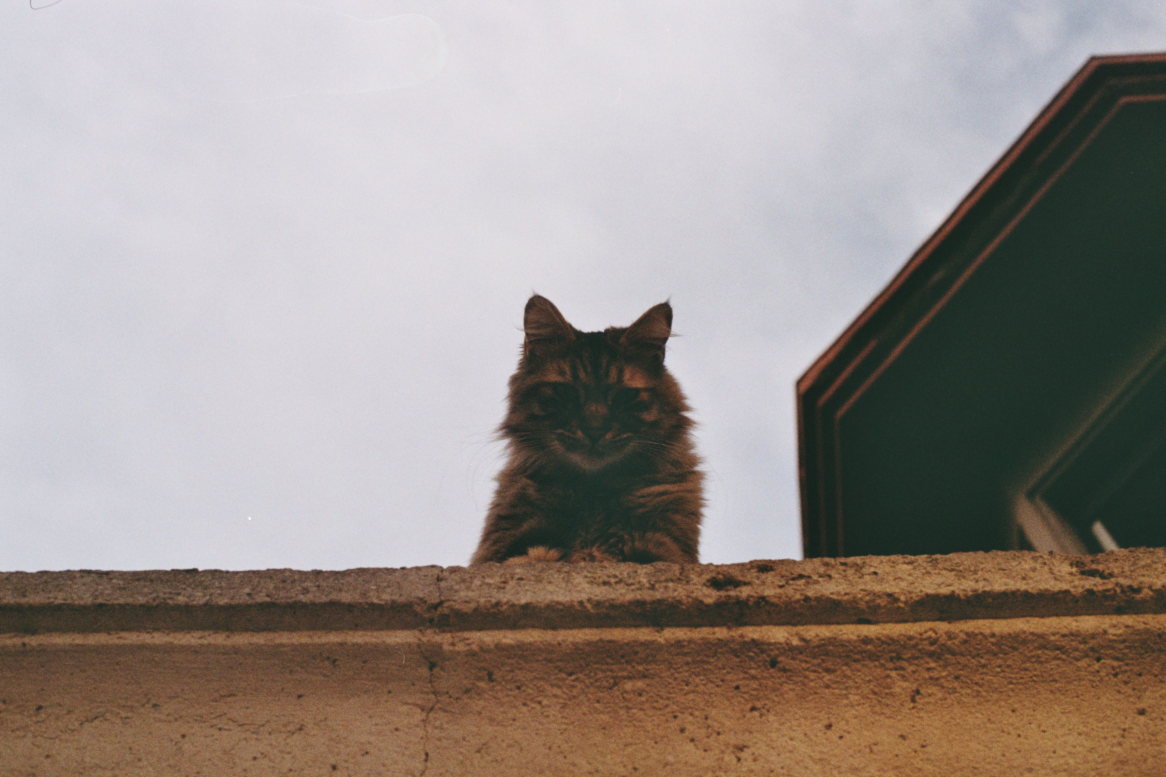 Portrait of a cat at a veterinary clinic