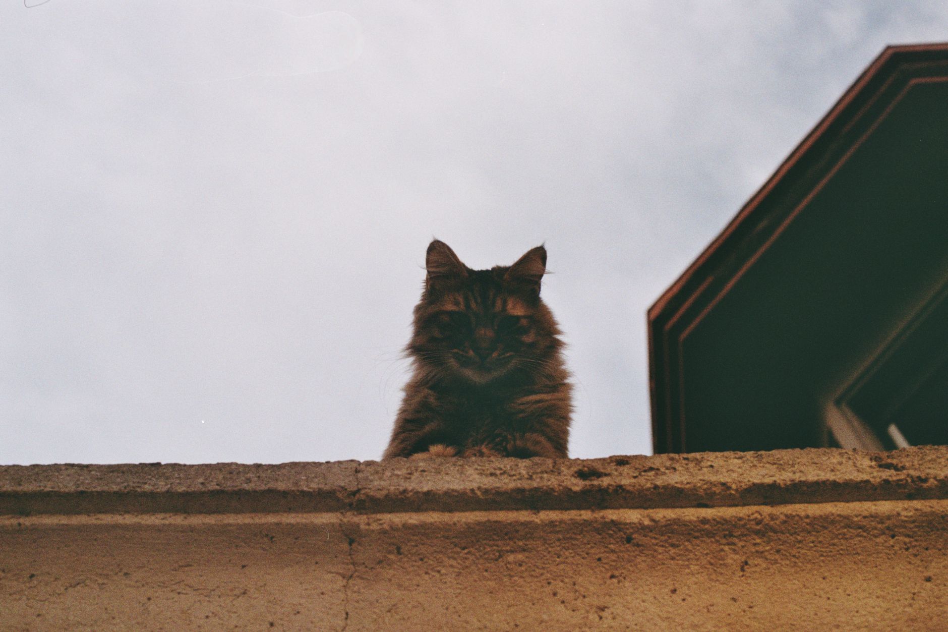 Portrait of a cat at a veterinary clinic