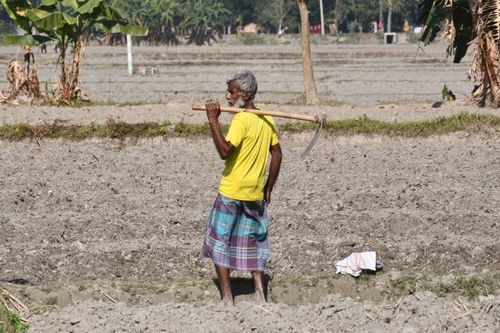 Free Senior farmer in Rangpur, Bangladesh, carrying a hoe in a dry field. Stock Photo