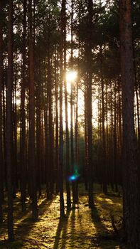 Serene view of sunlight filtering through pine trees in Białogóra forest.