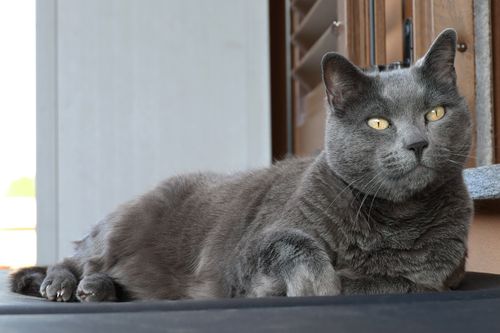 Free Close-up of a relaxed grey cat comfortably lounging indoors during the day. Stock Photo