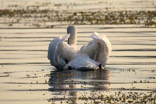 Free A majestic swan gently glides over a tranquil lake during a golden sunset, creating a serene reflection. Stock Photo