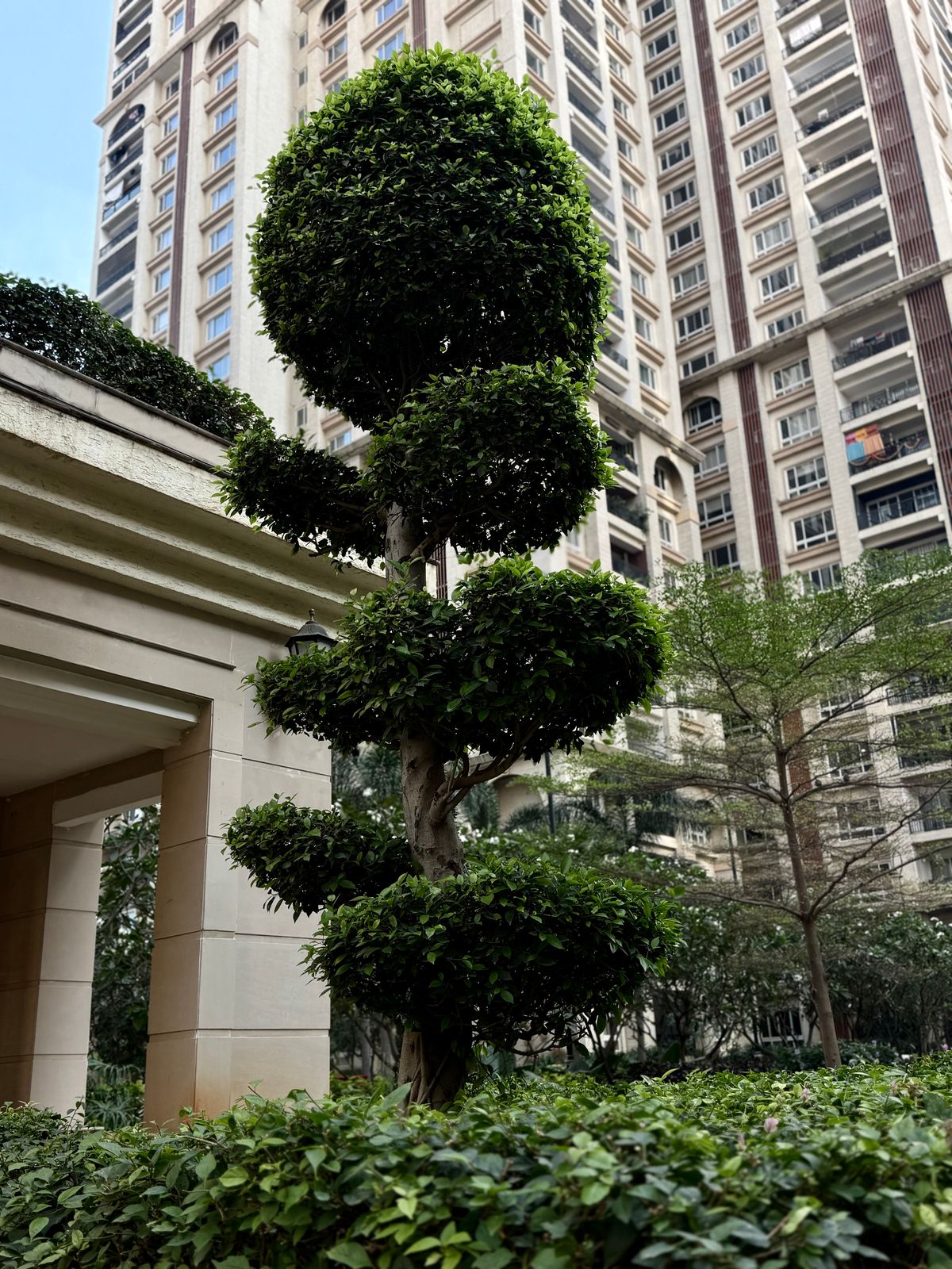 Manicured topiary and greenery in an urban commercial setting