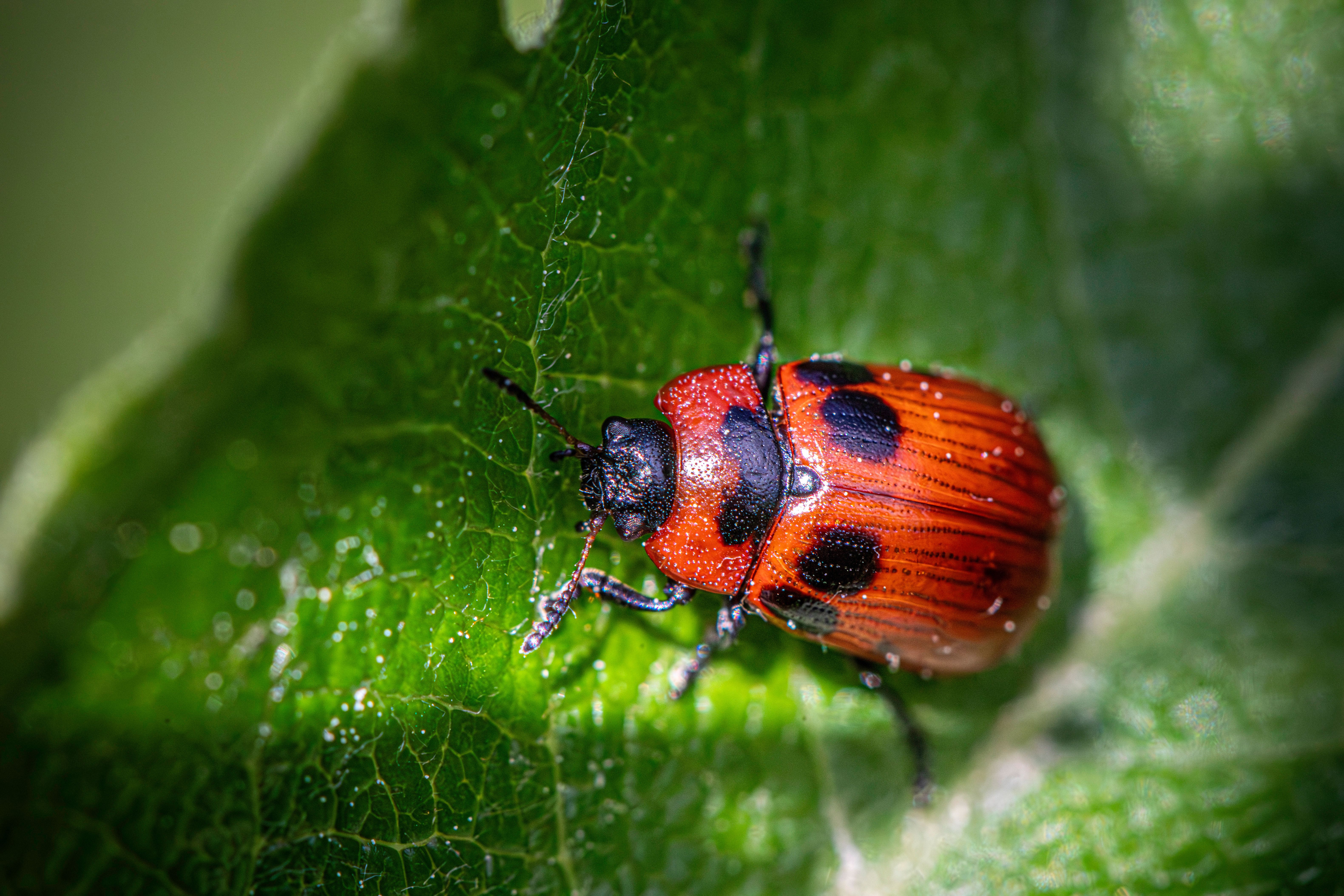 Cochenille : Guide Traitement et Prévention
