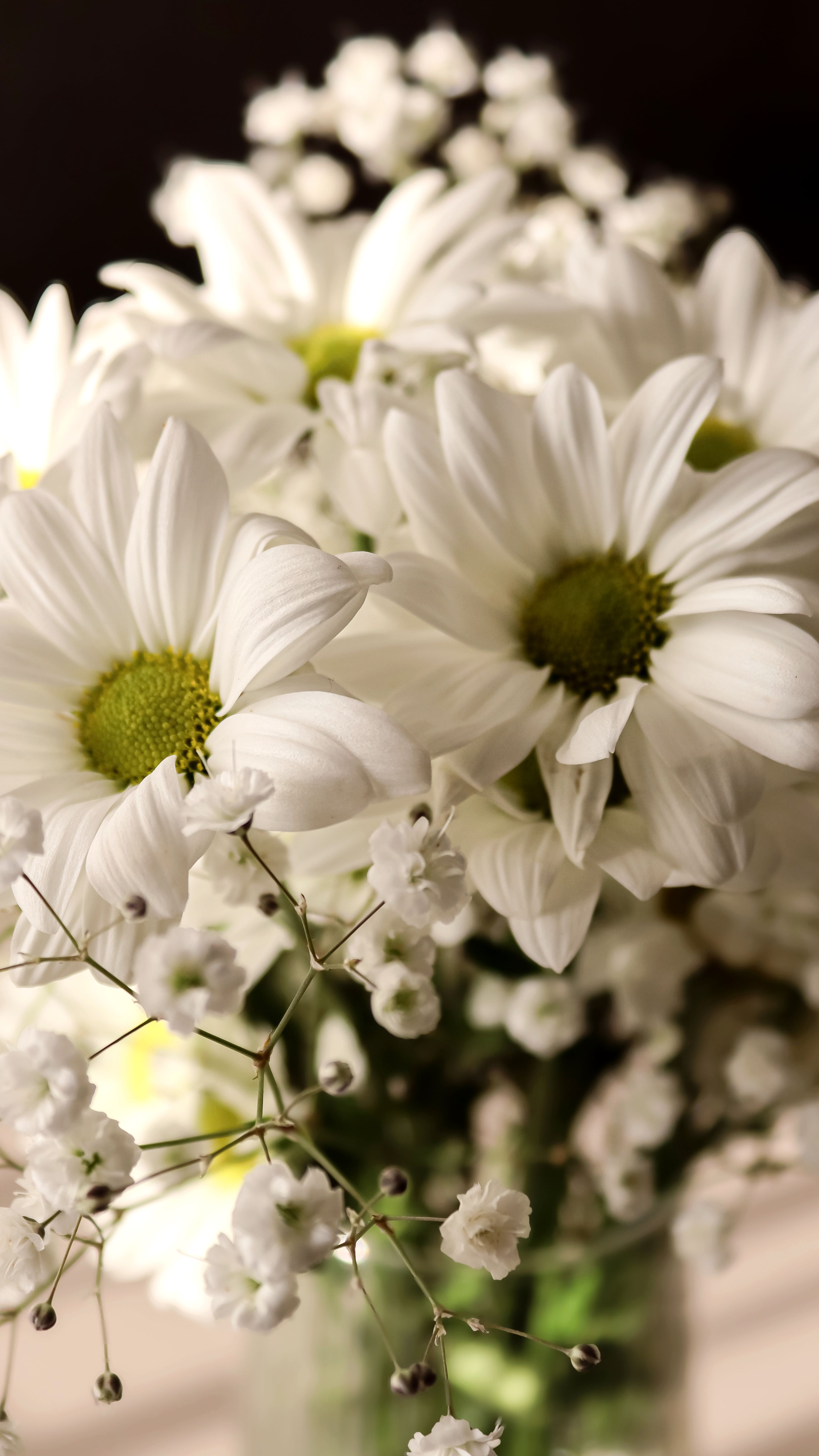 [ColoSach]-close-up-of-a-beautiful-bouquet-of-white-daisies-and-gypsophila-flowers-in-soft-light.