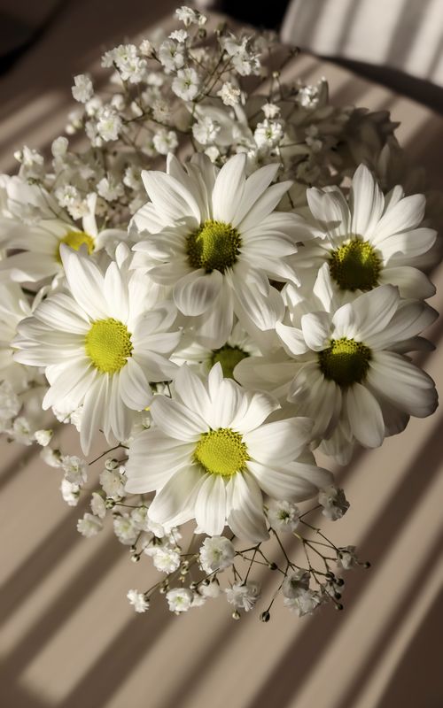 Free A bouquet of white daisies with gentle shadows, perfect for a serene atmosphere. Stock Photo