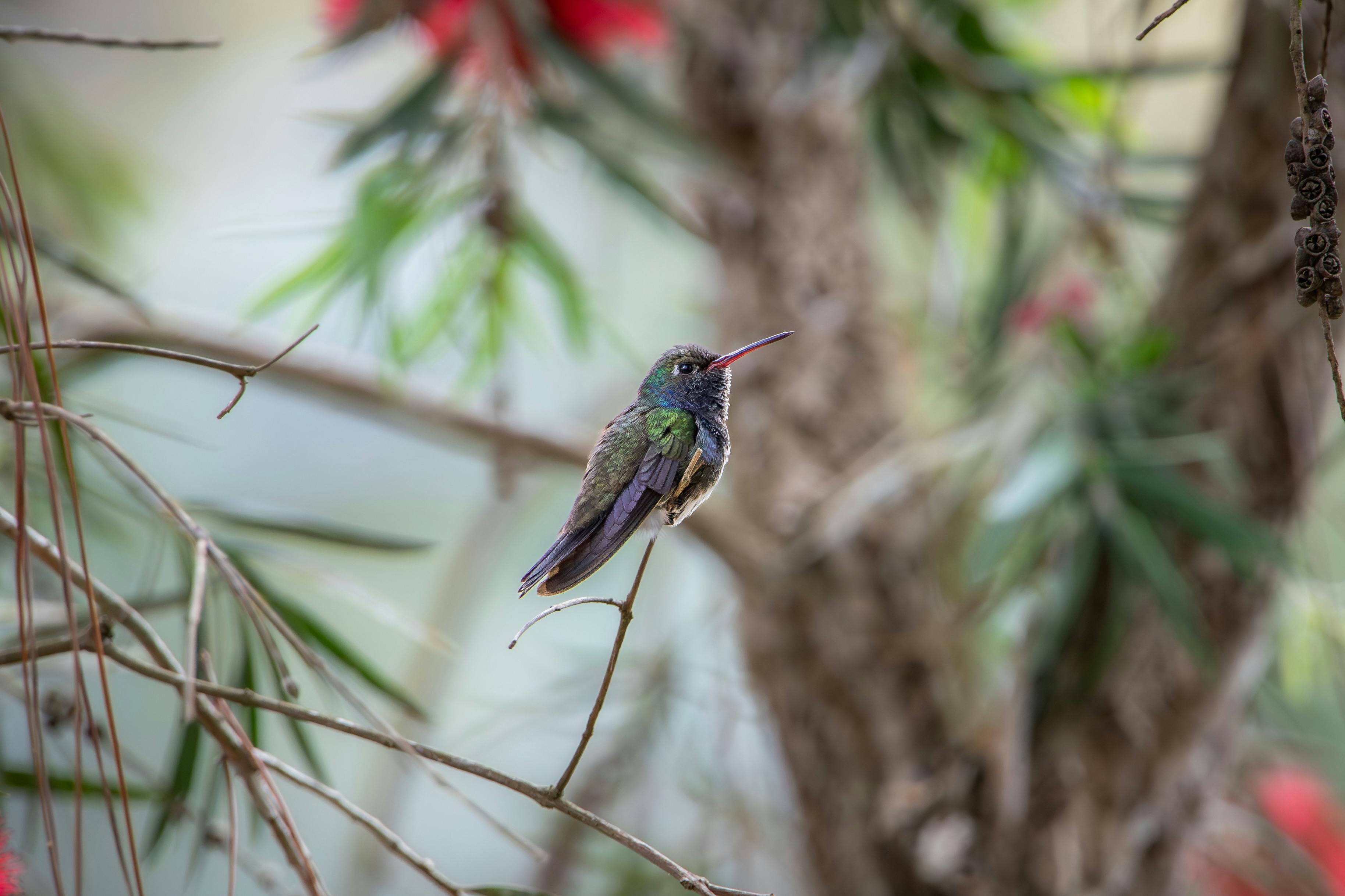 Jardinería Templado-Húmeda Valdiviana: Clima, Suelo, Especies y Manejo Sostenible
